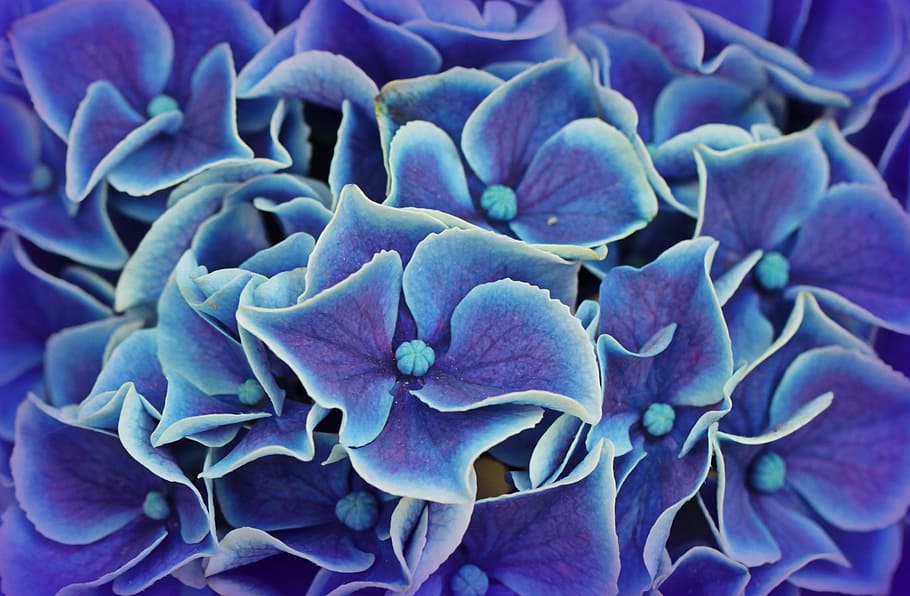 blue-and-white flowers, hydrangea, hydrangea flowers, blossom, bloom, flower, blue, garden, plant, nature