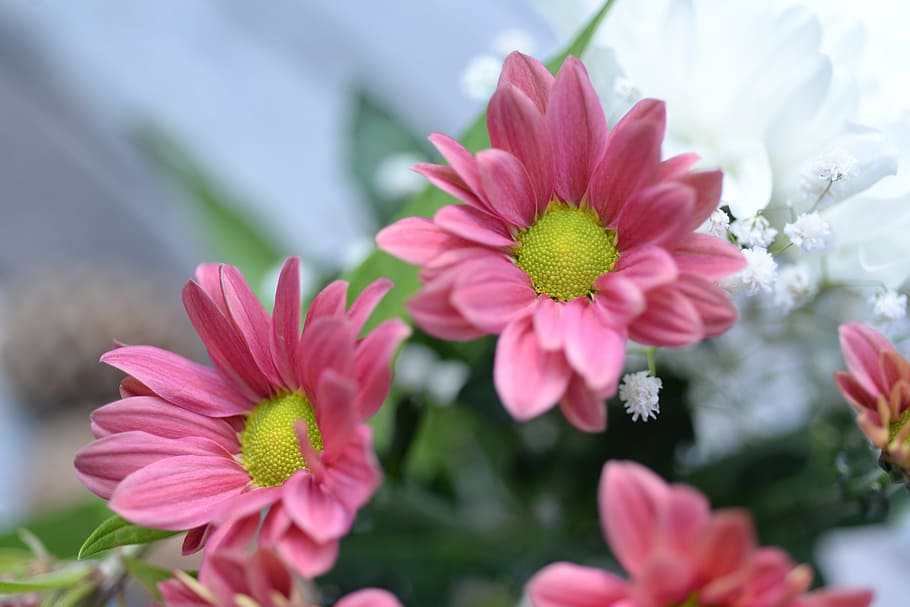 少し ピンク 花 かわいい 甘い 結婚式 緑 葉 開花植物 鮮度 Pxfuel