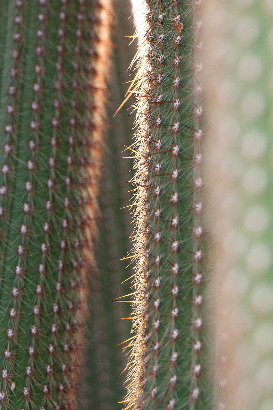 cactus, cactaceae, prickly, rip, thorns of means of, plant, flora, green, mexico, close-up