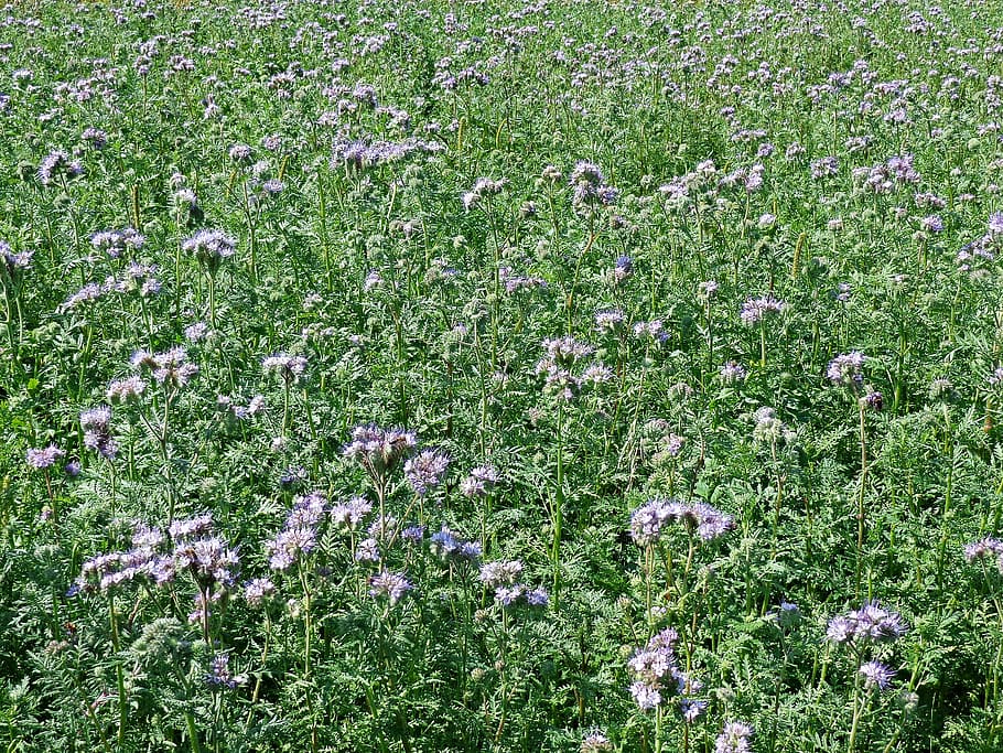 tansy phacelia, plants, honey, flowers, plant, wild flowers, the cultivation of, flora, bees, green