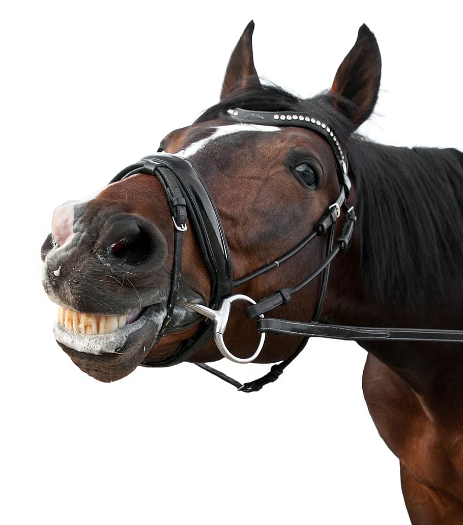primer plano, fotografía, marrón, caballo, sonrisa, contenido, blanco, fondo, animal, cabeza de animal