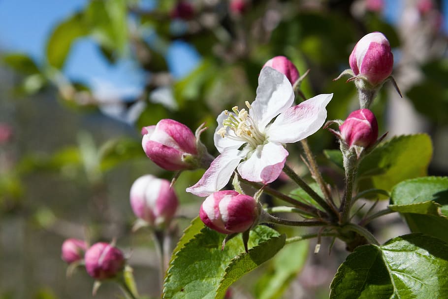 macro shot photography, flores de maçã branca e rosa, flor de maçã, flor, flores, primavera, lenz, uma, as quatro estações, despertar
