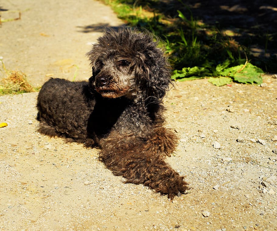 dog, poodle, miniature poodle, sweet, cute, fur, lure, animal, pet, portrait