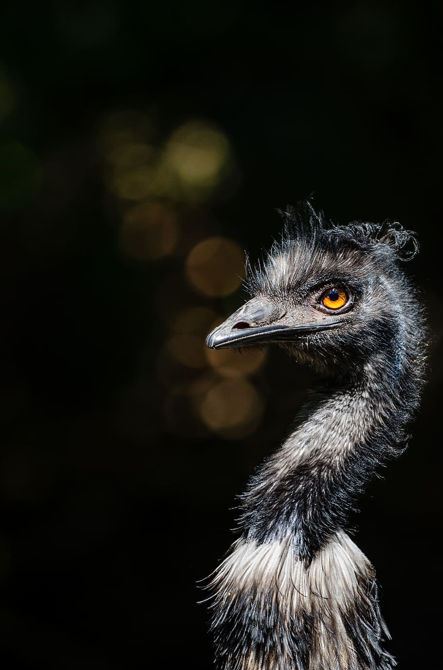 Emu, selectivo, enfoque, fotografía, avestruz, un animal, fauna animal, pájaro, vertebrado, animales salvajes