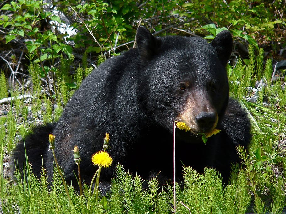 black, bear, lying, green, grass, daytime, black bear, eating, dandelions, wildlife