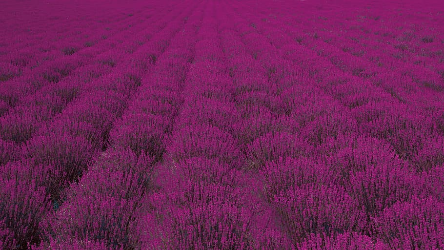 マゼンタの花畑 フィールド 花 ラベンダー 自然 植物 農業 自然の美しさ 風景 田園風景 Pxfuel