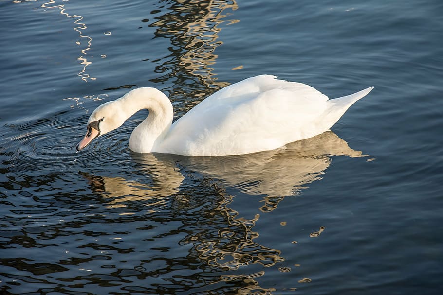 white, swan, top, body, water, sea, nature, lake, bird, wildlife
