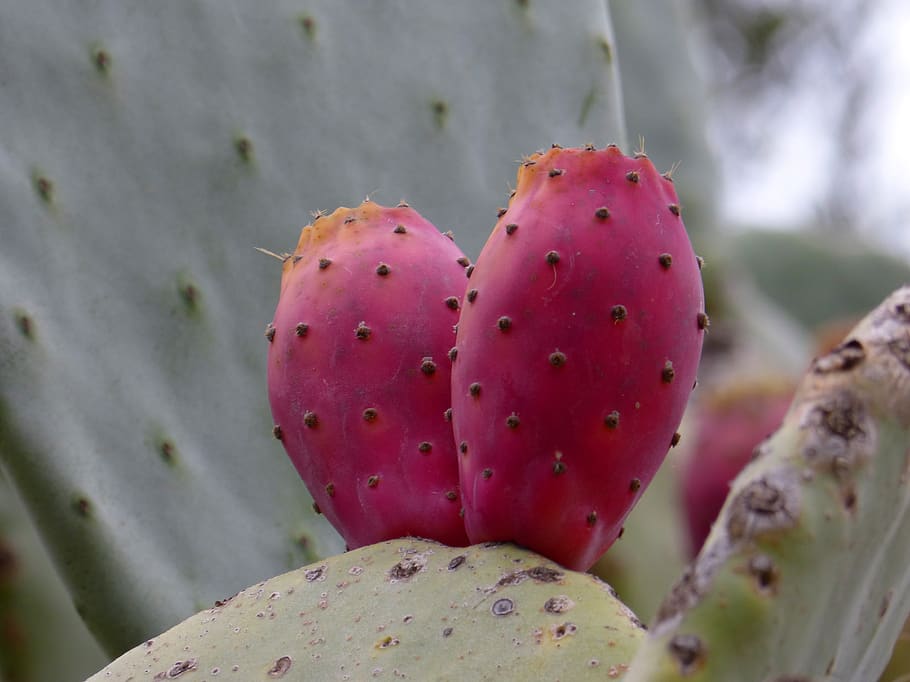 prickly pear, shovel, prickly pear cactus, cactus, skewers, figs, chumbo, close-up, succulent plant, fruit