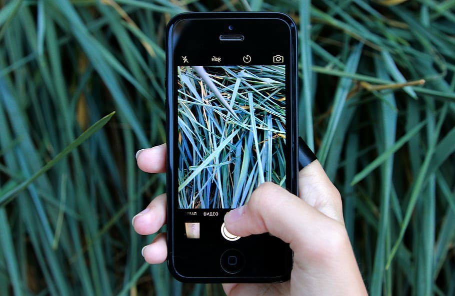person, holding, black, iphone 5, case, taking, grasses, iphone, touchscreen, smartphone