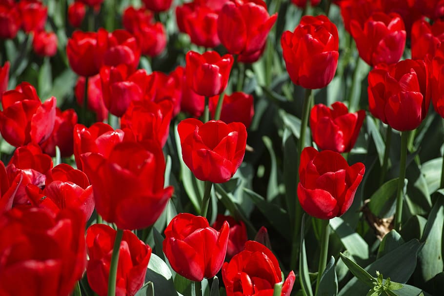 tulips, flower, vivid color, flowers, nature, plant, spring, macro, garden, beautiful