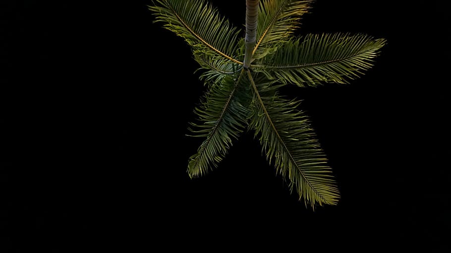 rendah, foto sudut, pohon palem, diambil, malam hari, sudut, fotografi, kelapa, pohon, malam