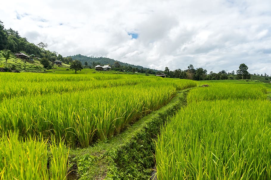 Rice Field, Rice Terrace, Thailand, chiang mai, rice, landscape, agriculture, mountain, plantation, scenery