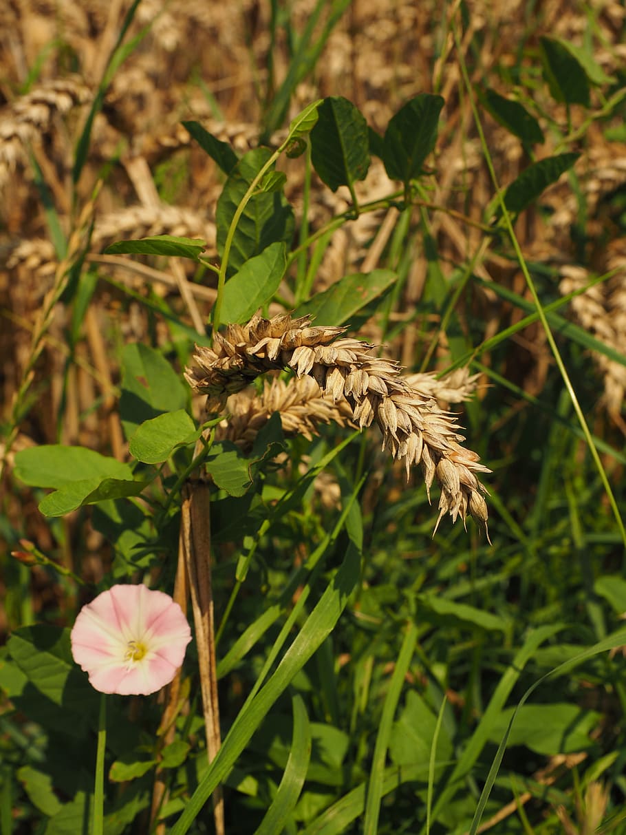 Wheat, Field, Spike, Cereals, Grain, wheat, field, bindweed, flower, blossom, bloom