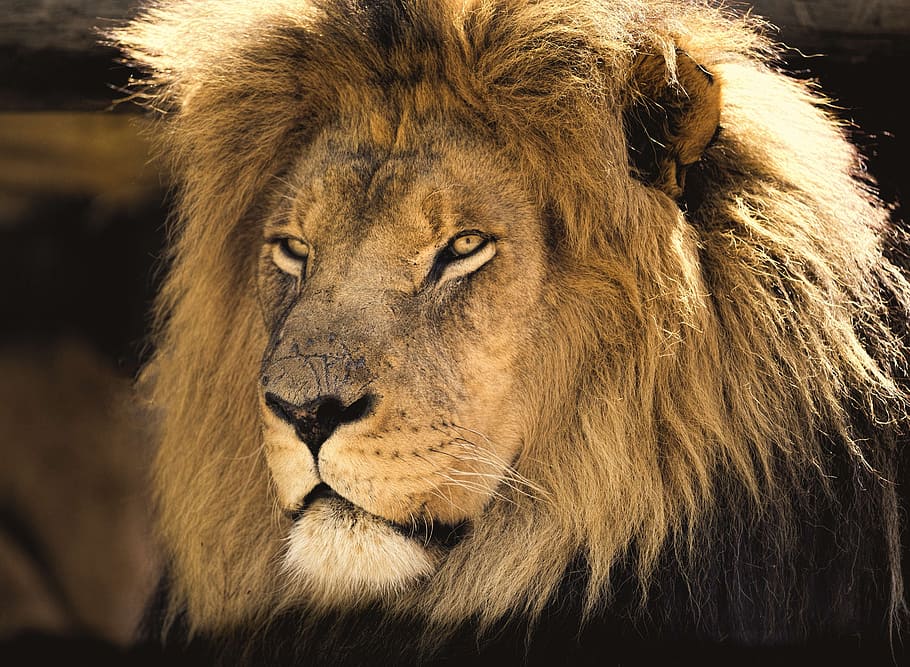 ライオン 昼間 男性 アフリカ 男 閉じる 目 傷跡 肉食動物 野生動物 Pxfuel