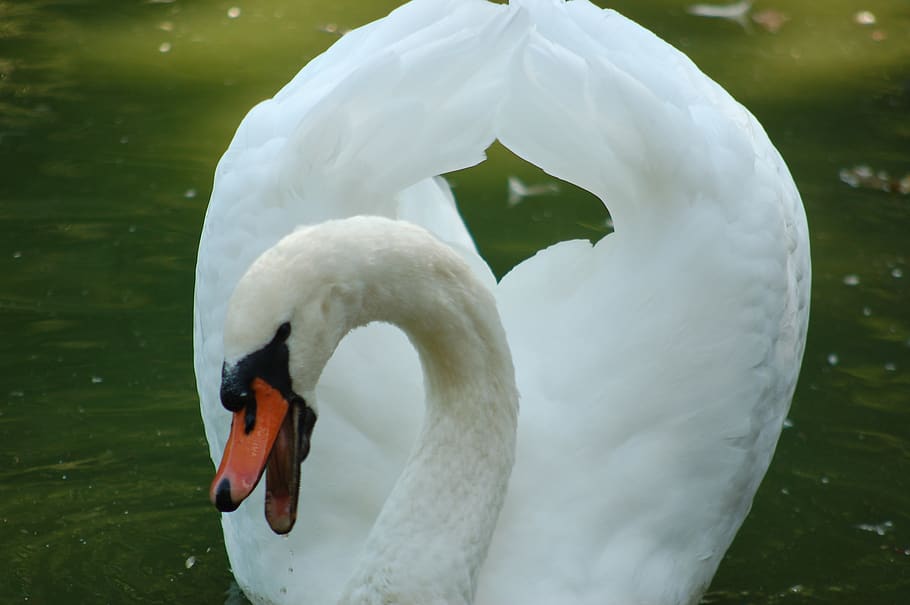 swan, birds, waterfowl, feathers, plumage, elegant, royal swan, heart, animals in the wild, animal themes