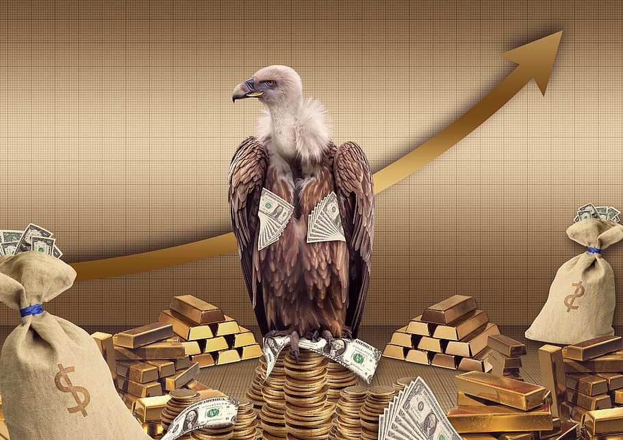 vulture, gold, money, coins, business, money bags, bullion, profit, wealth, greed