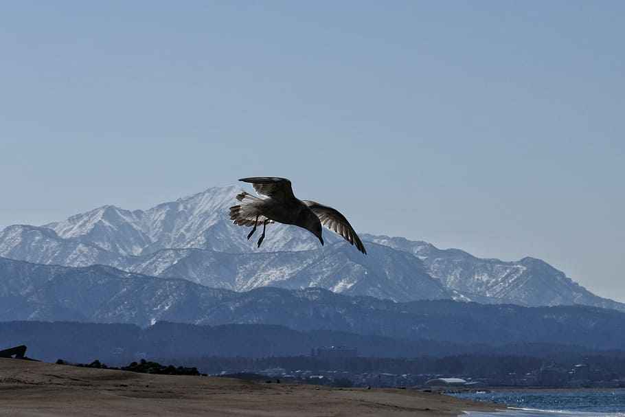 animal, sea, beach, mountain, rice mountain national park, sea gull, seagull, seabird, wild animal, natural