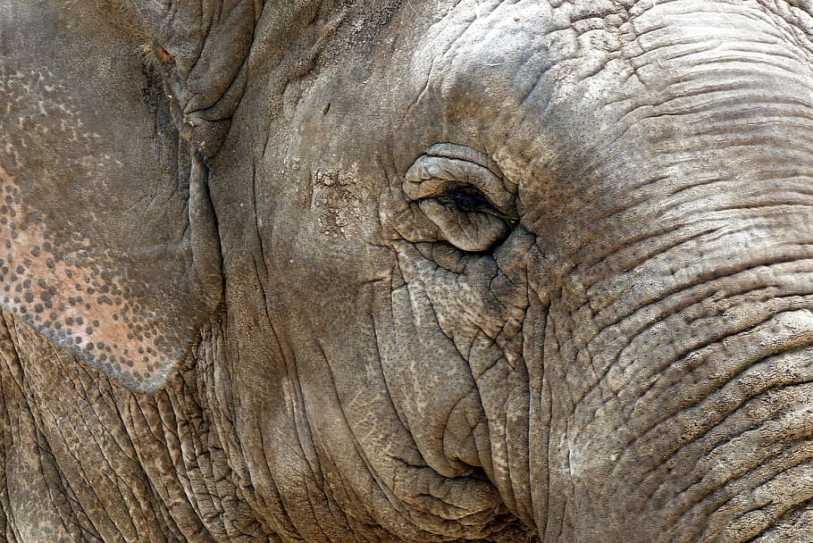 象 動物 皮膚 自然 野生動物 哺乳類 クローズアップ 動物の皮膚 大きく しわ Pxfuel