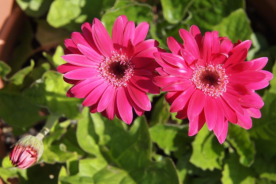Gerbera, Pink, Flowers, Closeup, summer, blooming, flower, pink color, petal, nature
