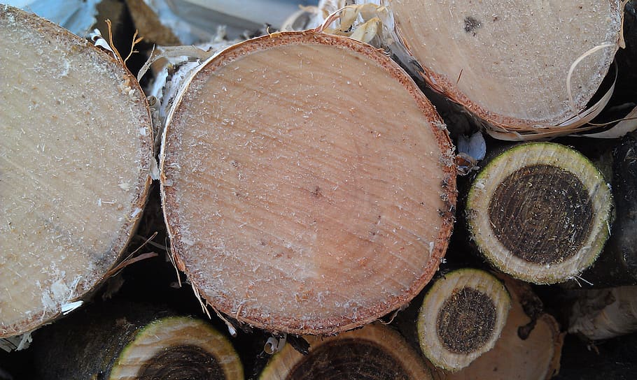 kayu bakar, birch, manchzhursky walnut, kayu, industri, balok keseimbangan, digergaji, pohon, bulat, log
