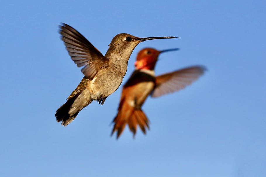 hummingbird, bird, wings, flying hummingbird, hummingbird in flight, beak, couple, nature, animal, feather