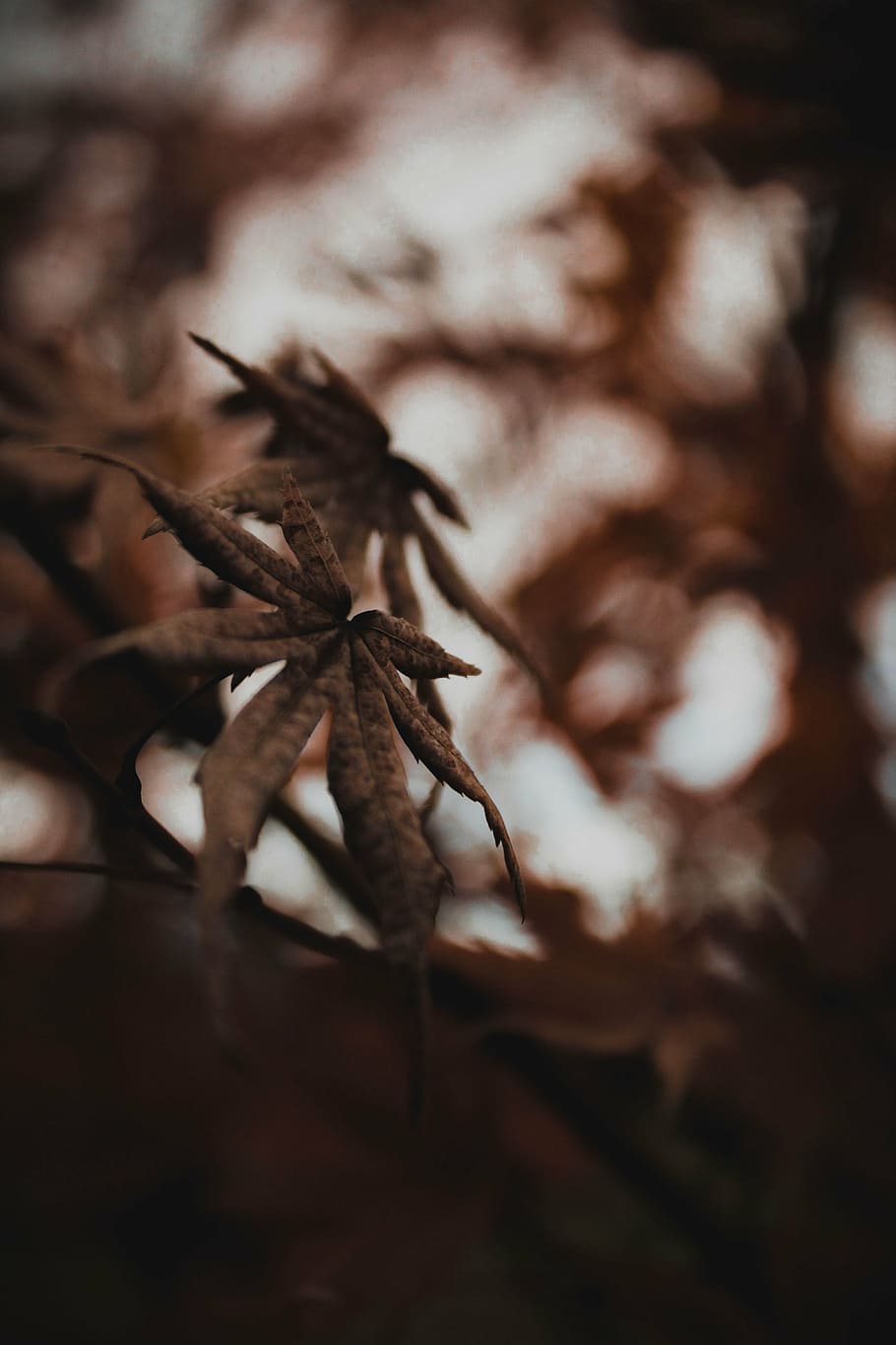 selective, focus photography, cannabis, leaf, plant, nature, blur, tree, close-up, forest