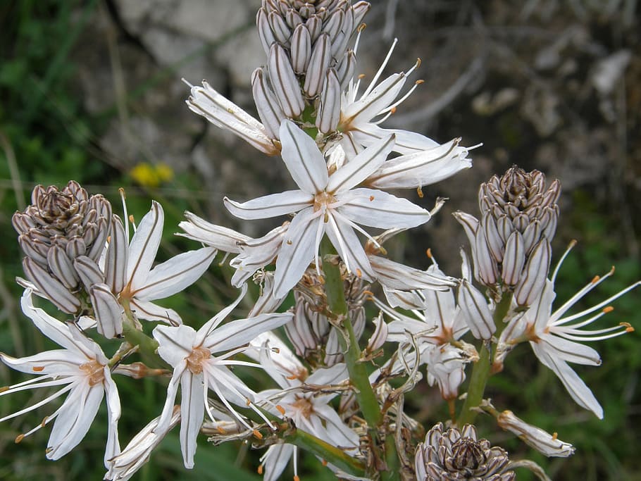 white flower, nature, vegitation, plant, flower, flowering plant, fragility, vulnerability, growth, beauty in nature