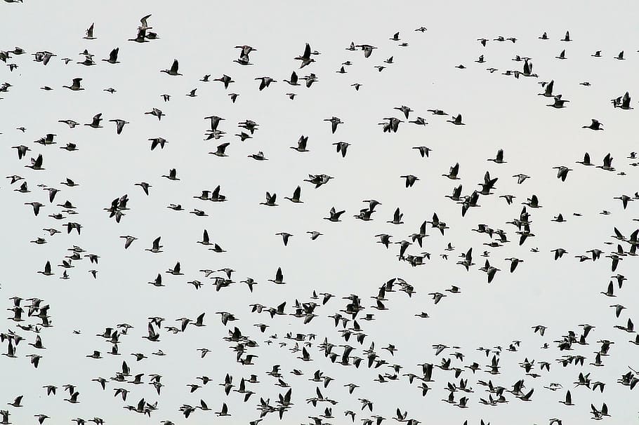 birds lot, migratory birds, geese, swarm, haze, wild geese, nature, bird, migratory bird, sky