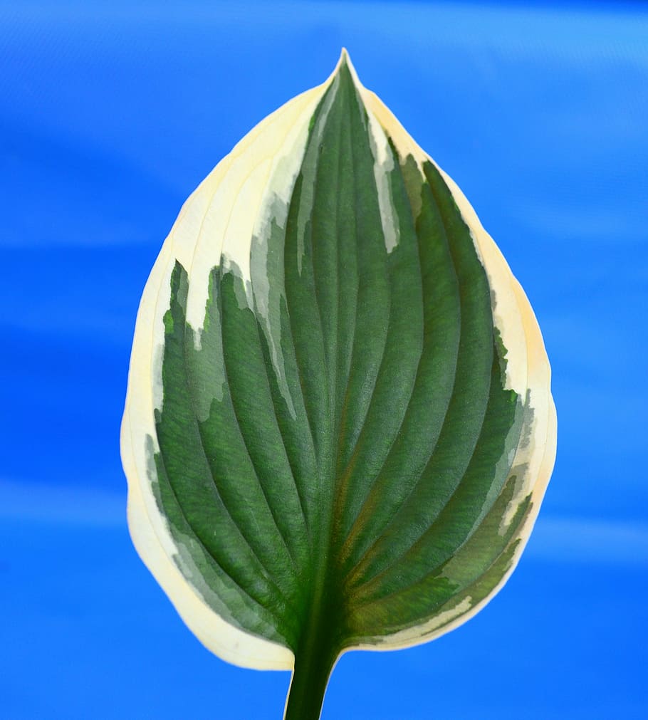 plantain lily, hosta, minute man, leaf, variegated, foliage, leaves, ribbed, green, cream
