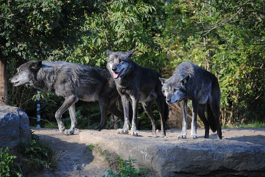 tres, gris, lobos, durante el día, lobos grises, animales, mundo animal, aullido, depredadores, día