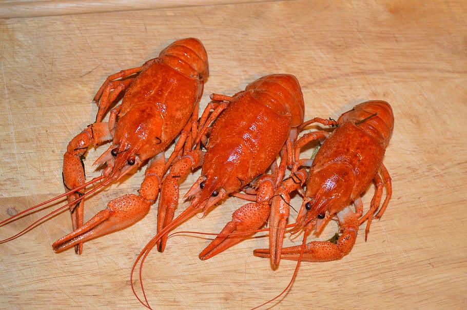 cancer, boiled, boiled lobster, appetizer, beer, cooking, kitchen, food, dish, delicacy