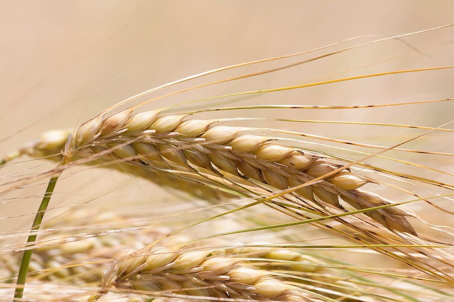 close, photography, brown, rice grains, ear, barley, cereals, infructescence, staple food, grain