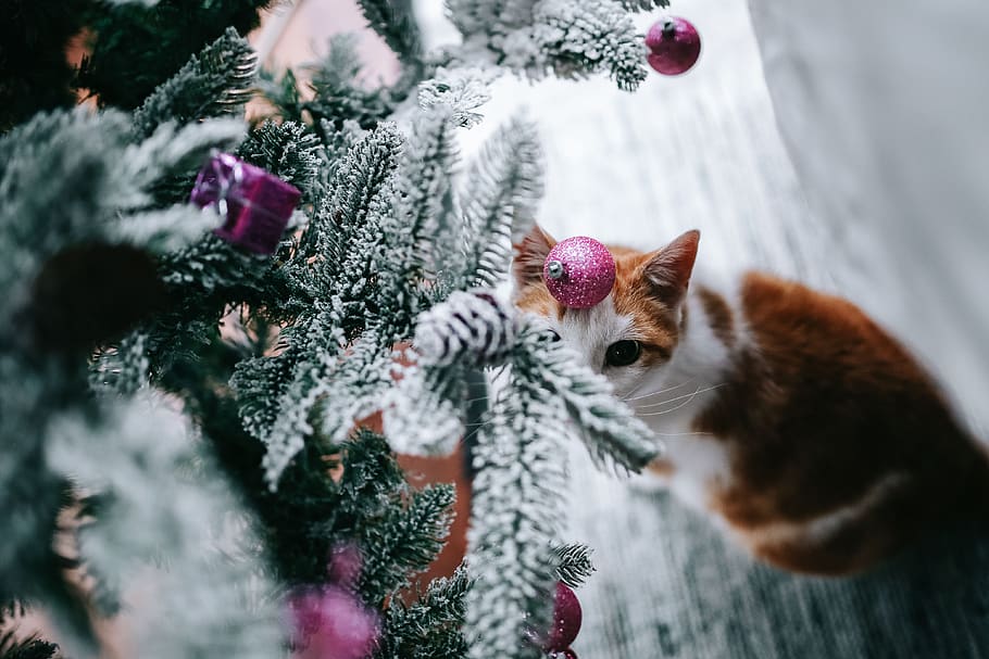 pohon, dekorasi, bola Natal, xmas, bola, Natal, kucing, hewan, binatang menyusui, kucing domestik