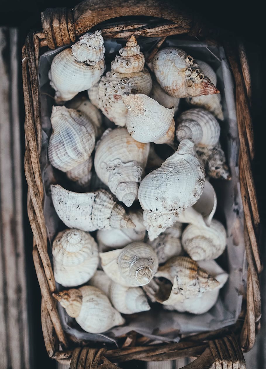 top, view photography, seashells, basket, shell, collection, decor, wicker, food, food and drink