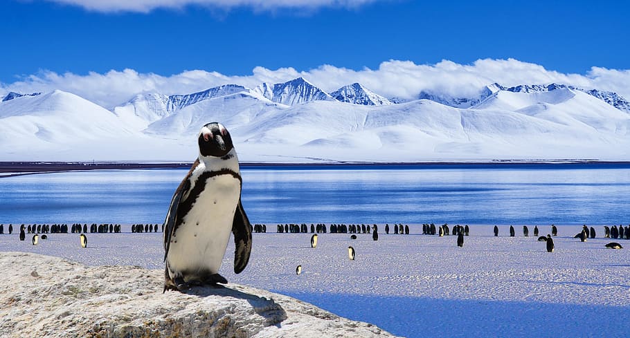 white, penguin, standing, stone, daytime, ice, cold, winter, snow, bird