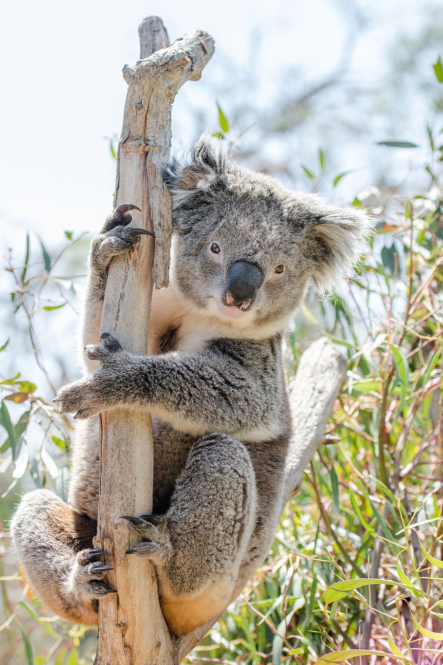 koala, marsupial, herbívoro, arbóreo, fauna, australiano, australia, animal, lindo, naturaleza