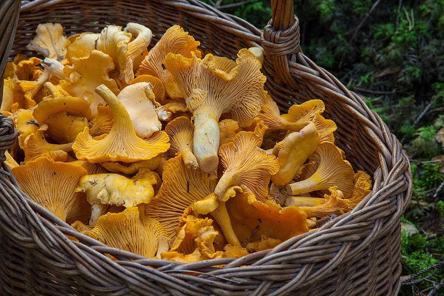 closeup, photo basket, yellow, fungi, sponge basket, chanterelle mushrooms, mushroom picking, basket, container, food