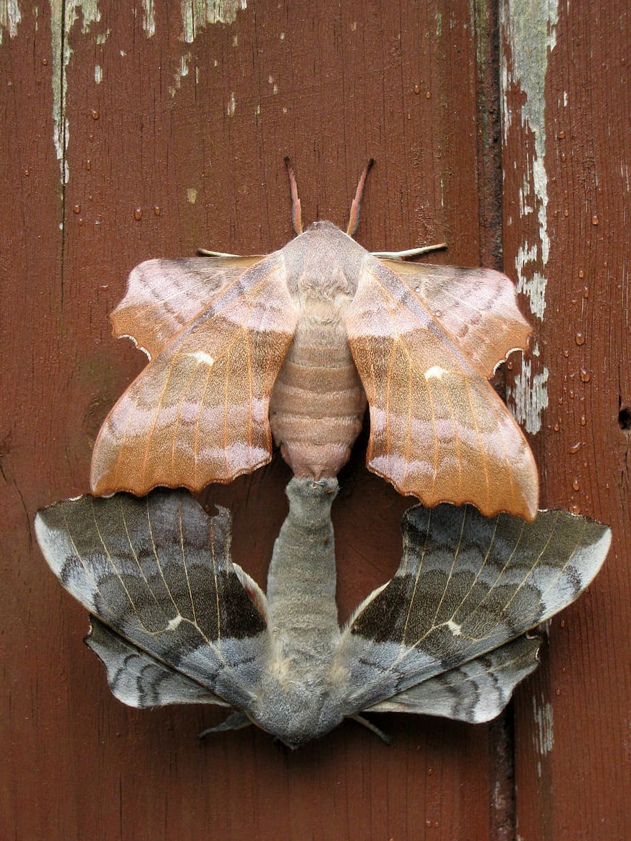 mating pair, -, Mating, Pair, Hawkmoths, Laothoe populi, bugs, photos, insects, moths