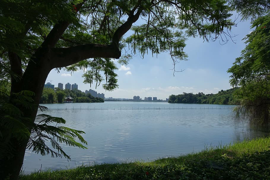 lago, árvores, verde, lago chengching de kaohsiung, agua, árvore, plantar, beleza natural, céu, natureza