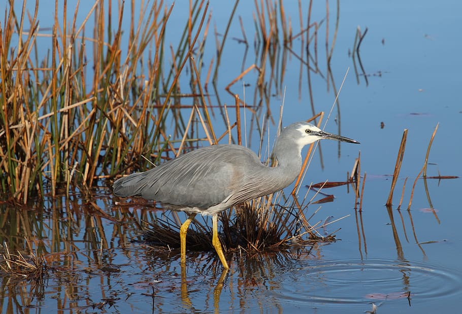 bird, grey heron, wading, fishing, lake, reeds, wildlife, nature, animal themes, animal
