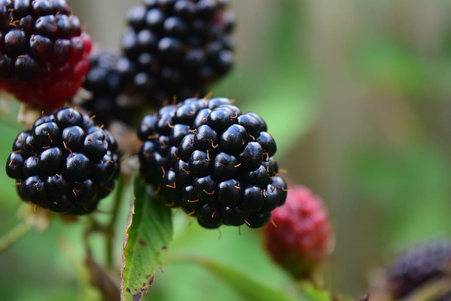 selective, focus photo, blackberries, close, ripe, fruit, nature, eat, healthy, fruits