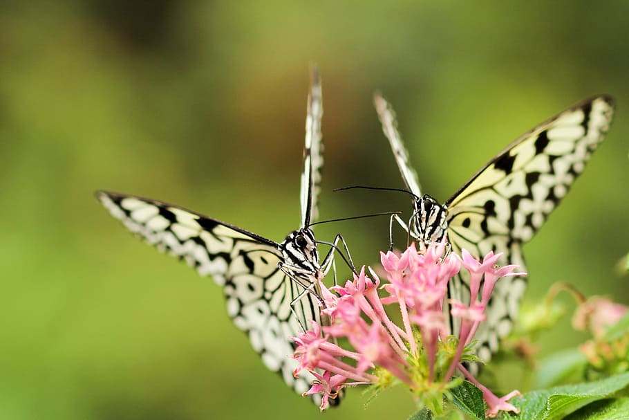two, yellow-and-black butterflies, perched, pink, ixora flowers, butterfly, moth, insect, macro, close up