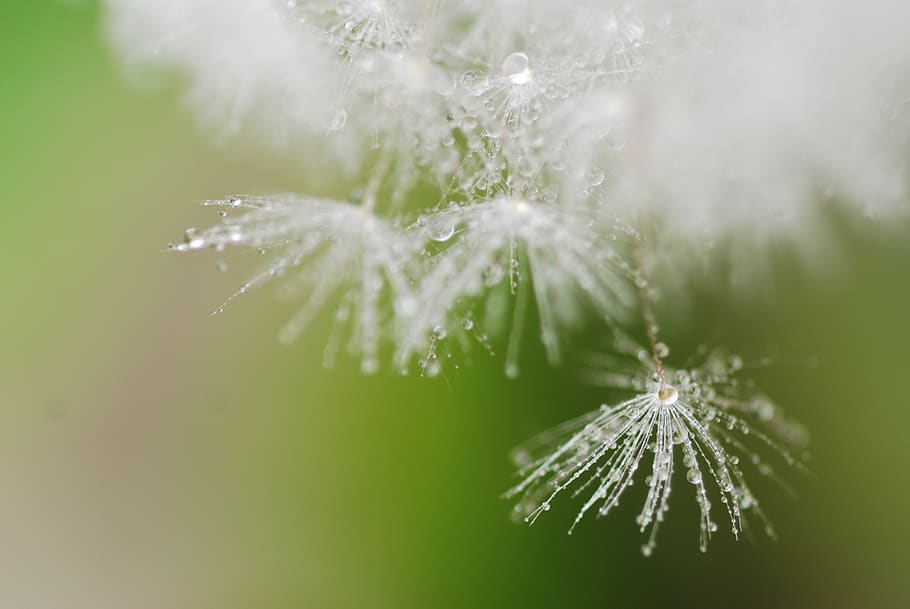dandelion, fluff, cute, spring, green, white, natural, drop of water, crystal clear, grass