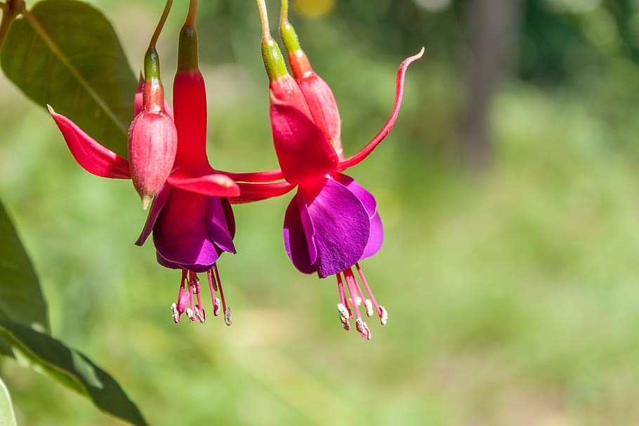 fuchsia, flower, nature, green, summer, flora, plant, red, petal, pink Color