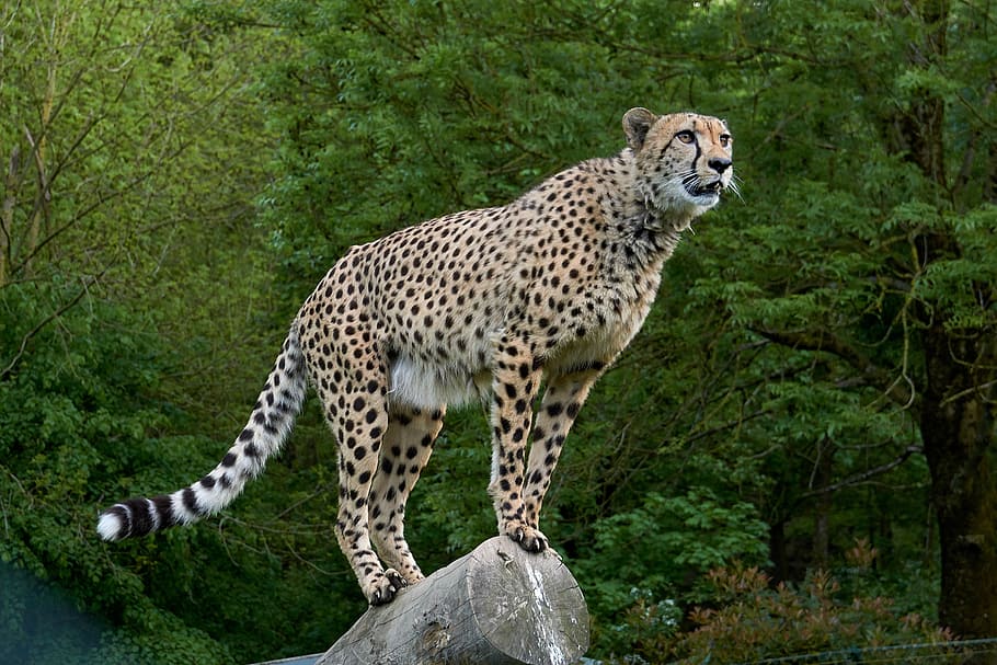 marrón, negro, leopardo, de pie, gris, registro de madera, guepardo, depredador, áfrica, gato