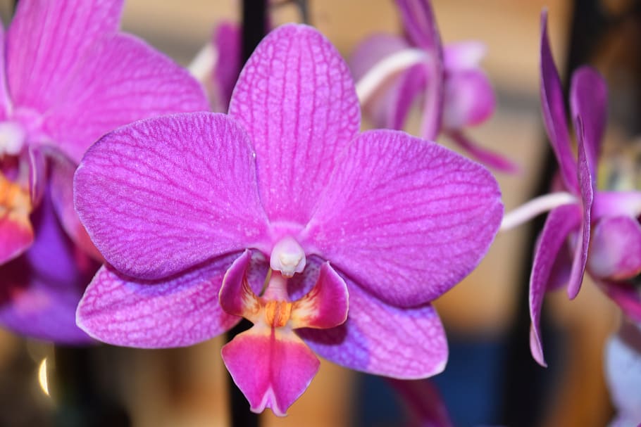 flor, naturaleza, planta, pétalo, tropical, orquídea Phalaenopsis, púrpura, planta floreciendo, frescura, primer plano