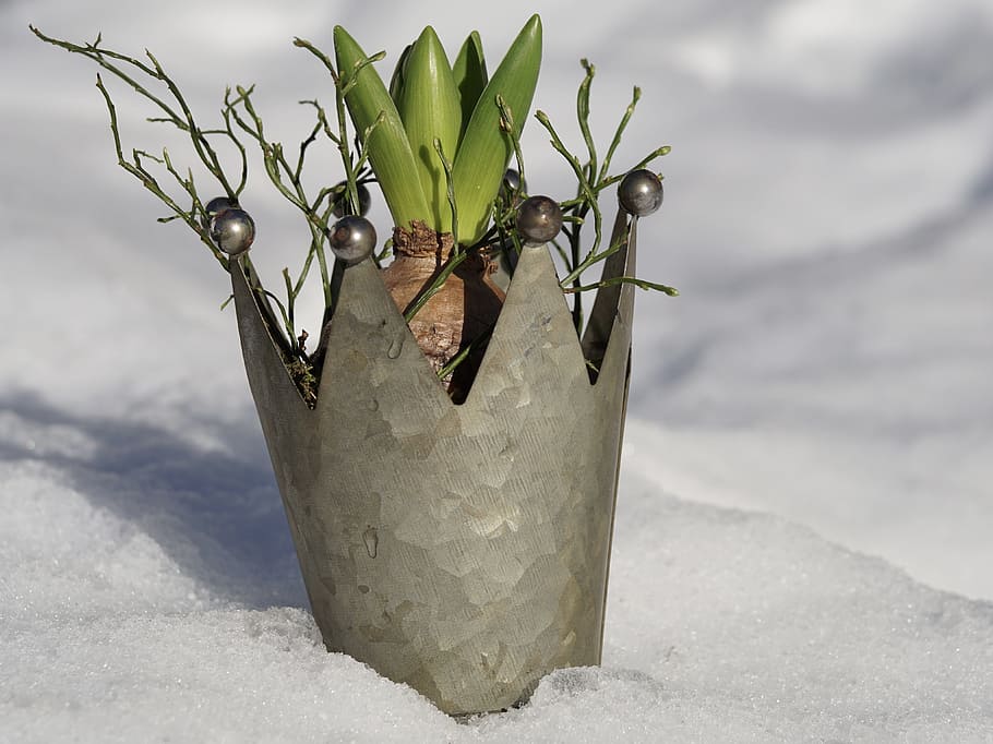 naturaleza, invierno, planta, nieve, naturaleza muerta, crecimiento, florero, frío, temporada, invernal