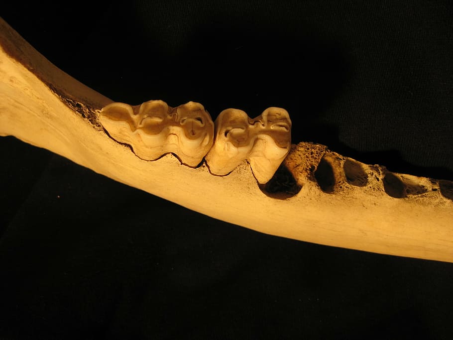 bone, teeth, jaw, skeleton, anatomy, bovine, molars, dentist, ox, black background