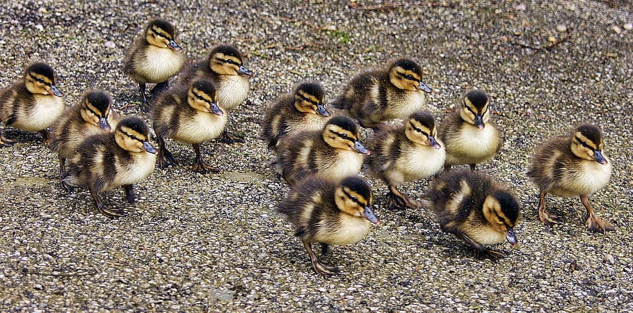 chicks, walking, sand, walking on, ducklings, birds, cute, young, duck, baby