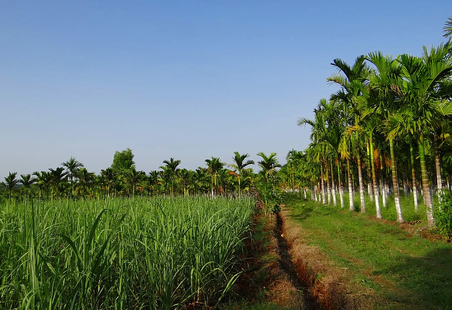 Plantação, porca de areca, palmeira de areca, cateca de areca, noz de bétula, colheita de cana de açúcar, chikmagalur, karnataka, índia, agricultura
